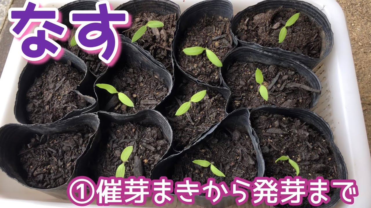 なす栽培①催芽まきから発芽まで　2023年