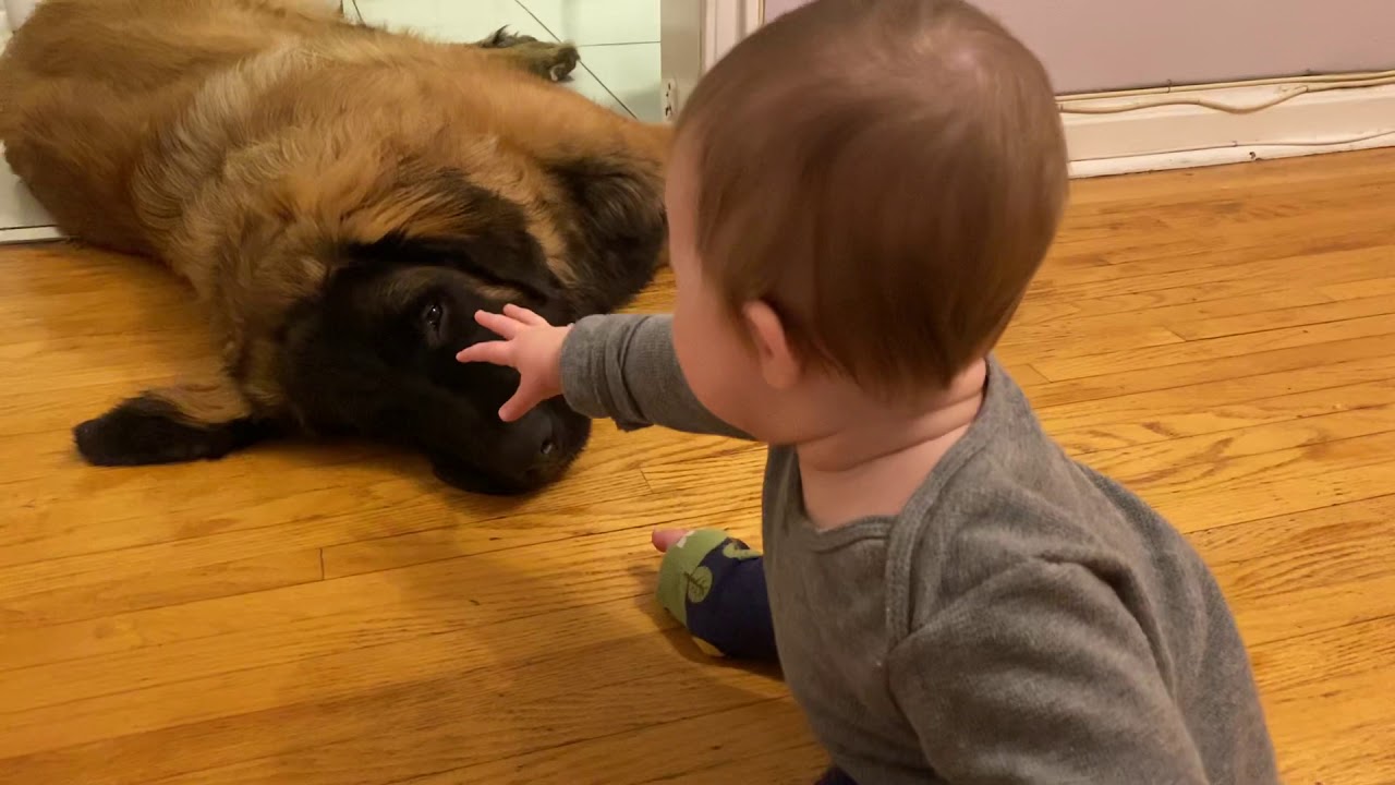Baby vs Leonberger; Part 2