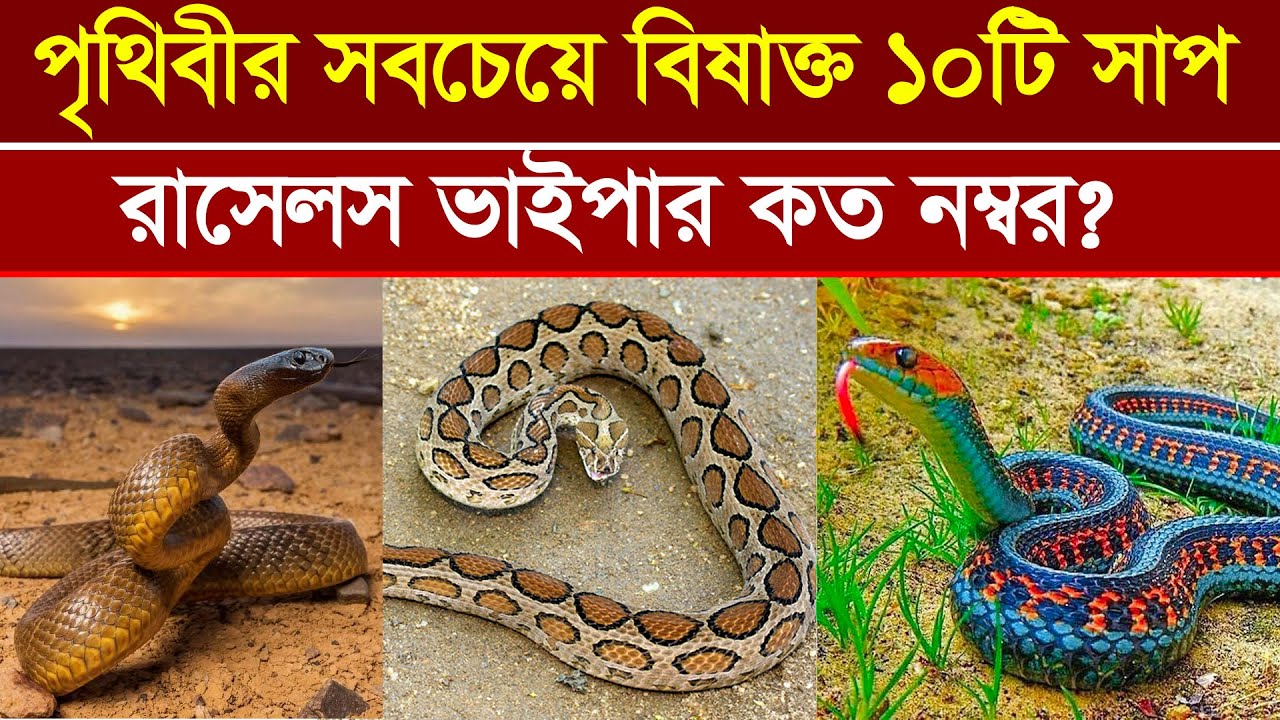 বিশ্বের সবচেয়ে বিষধর ১০টি সাপ। World's top 10 most venomous snake। Russels viper