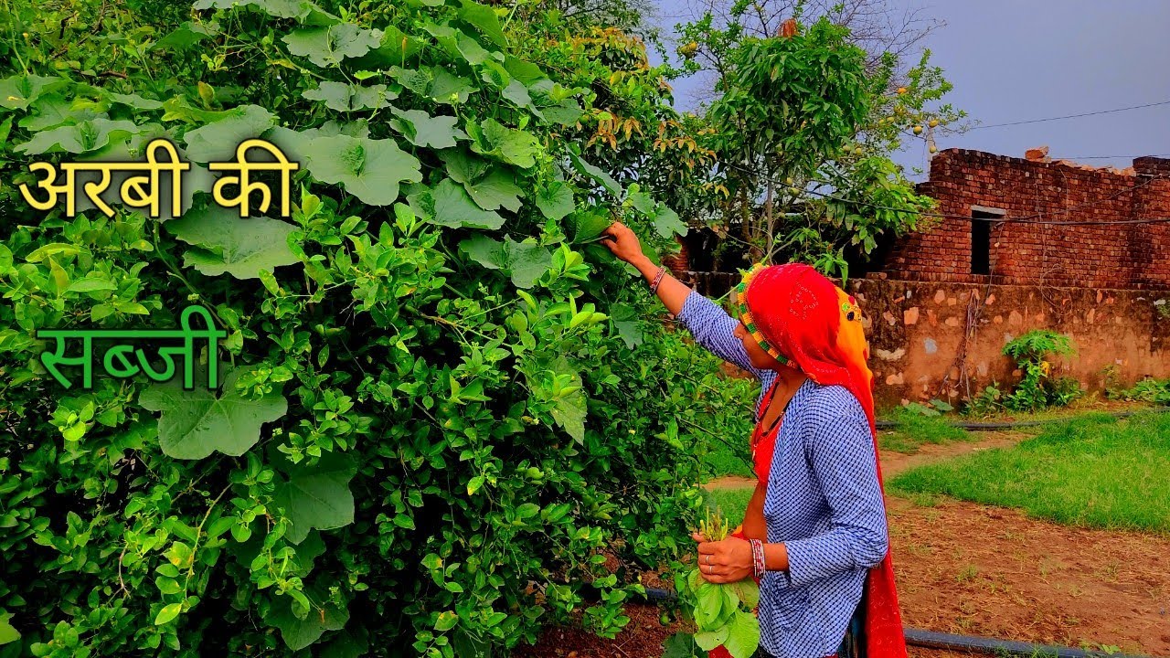 Arbi Ki Sabji Rajasthan Village Cooking Food