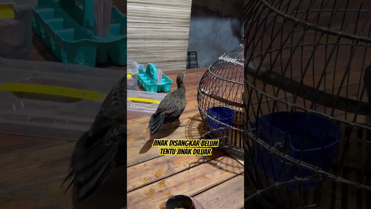 Detik detik anak ayam hutan terbang