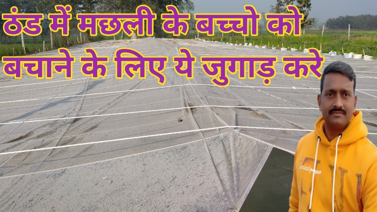 रूपचंद्रा मछली के बच्चो को ठंड में कैसे बचाये l ऐसा जुगाड़ कर के ठंड मे मछली के बच्चों को बचा सकते है