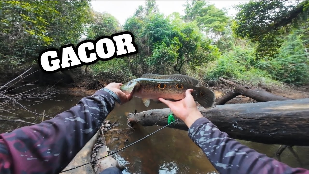 CASTING DI SPOT HUTAN DI SAAT KONDISI AIR SURUT MEMANG GACOR ❗️❗️❗️