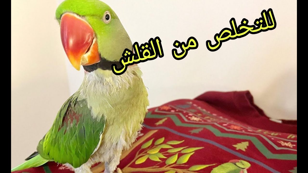 اسهل الطرق للتخلص من قلش الببغاوات في اسرع وقت