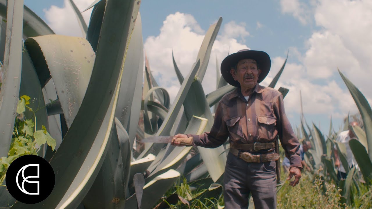 Mexico’s Pulque, Tequila’s 2,000-Year-Old Cousin, Is Being Given a Modern Twist | Hungerlust Ep 3