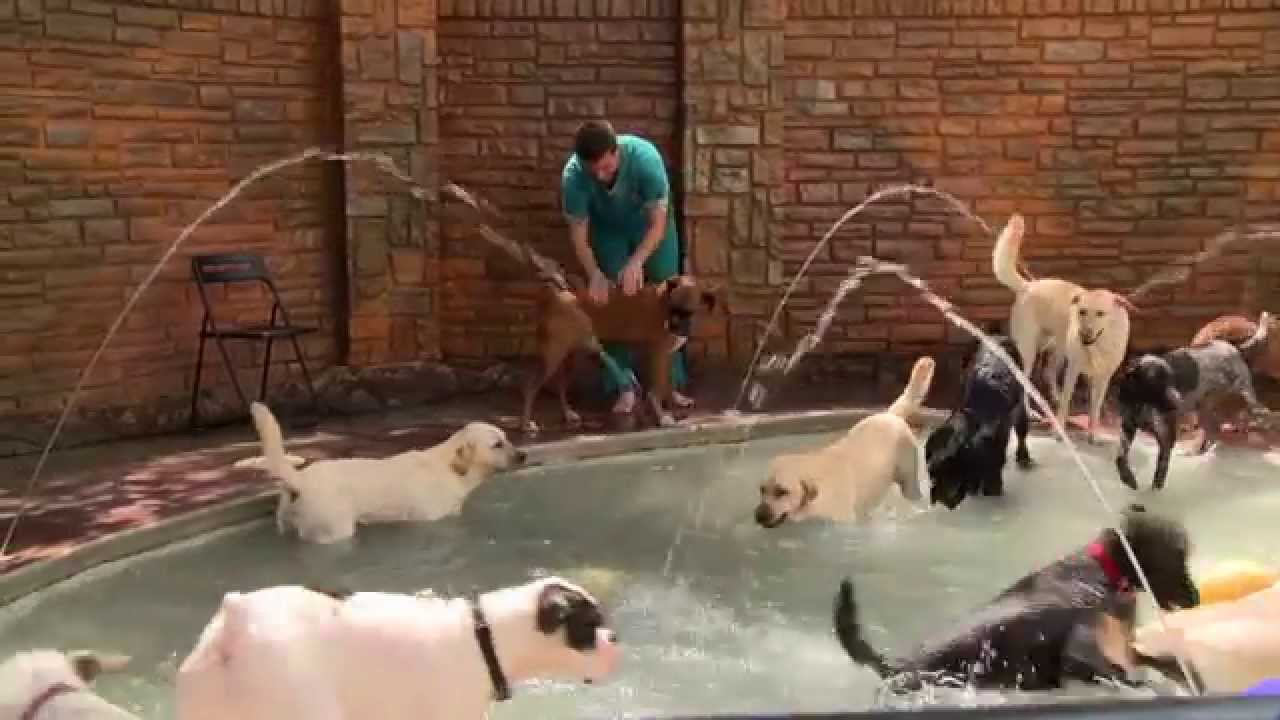Fort Lauderdale Doggy Daycare & Pet Boarding