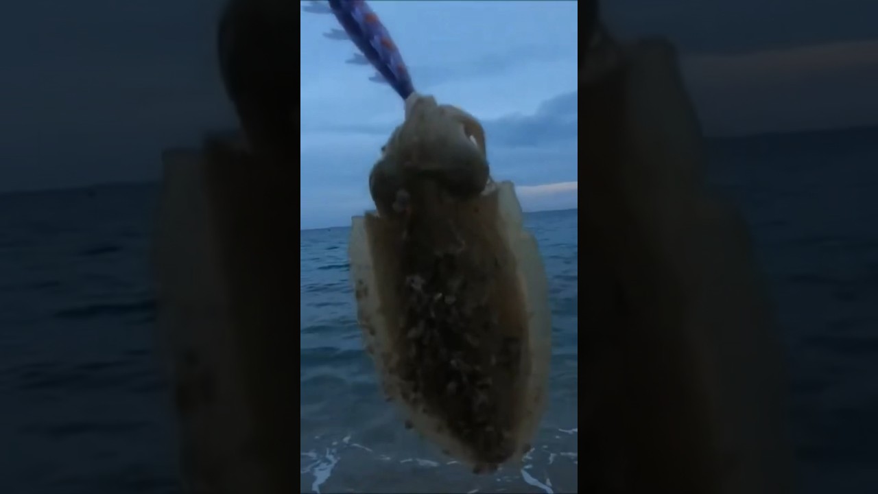 AS&Iacute; PESCO LAS SEPIAS DESDE PLAYA A EGING