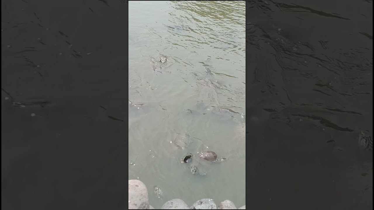 #tortoise #tortoisevideo #savetortoise🥰#yutubeshorts #yutubreel