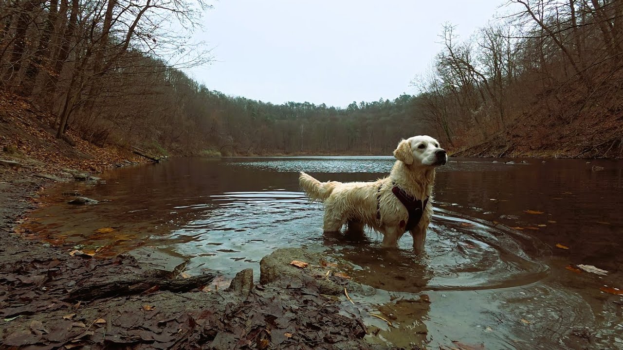 Quiet nature moment and 3 Golden Stars 🐕🐕🐕 | Szmaragdowe Lake, Szczecin