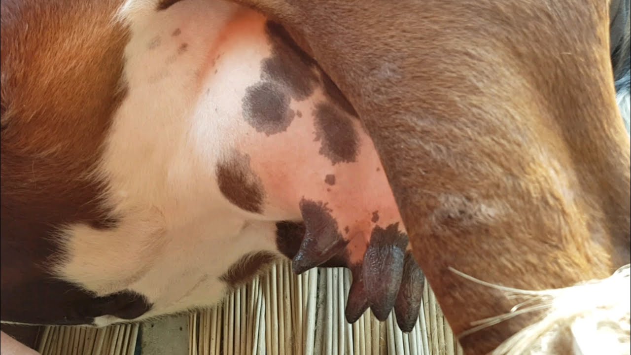 Beautiful Village Women Milking Cow By Hand । Village Life Of Bangladesh