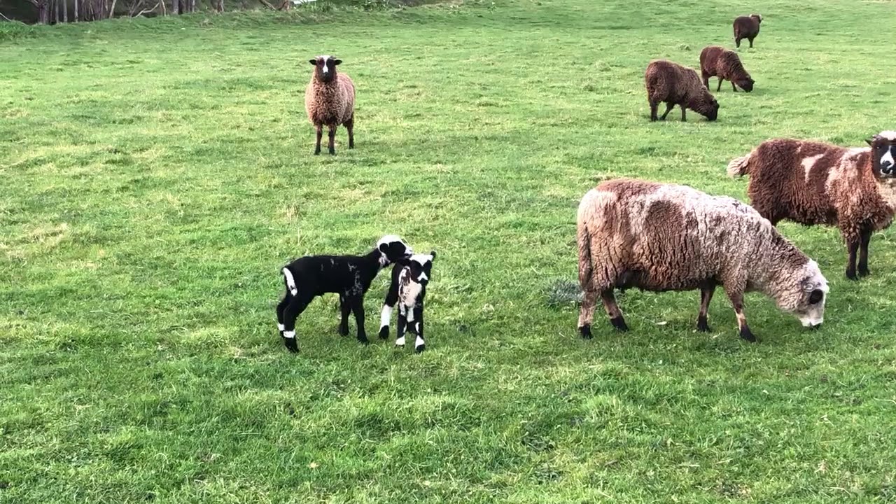 Arapawa sheep. Ewe and lambs