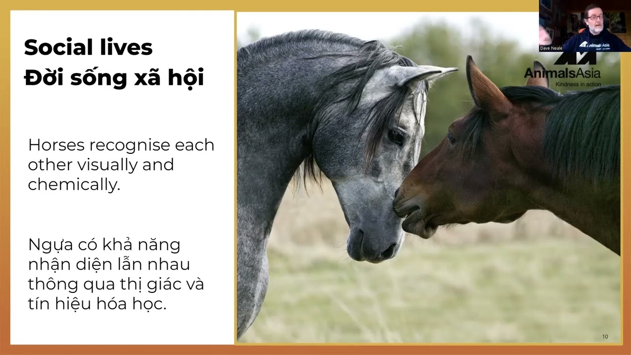 HORSES (LOÀI NGỰA) - Dave Neale, Animals Asia (Vietsub)