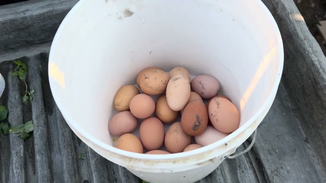 miren cuantos huevos recojamos hoy