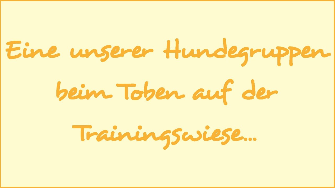 Eine unserer Hundegruppen beim Toben- Tierschutz Wörrstadt e.V.