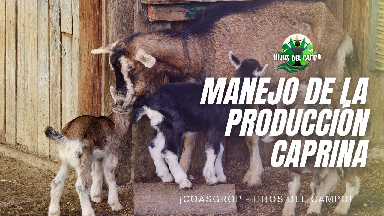 MANEJO DE LA PRODUCCI&Oacute;N CAPRINA