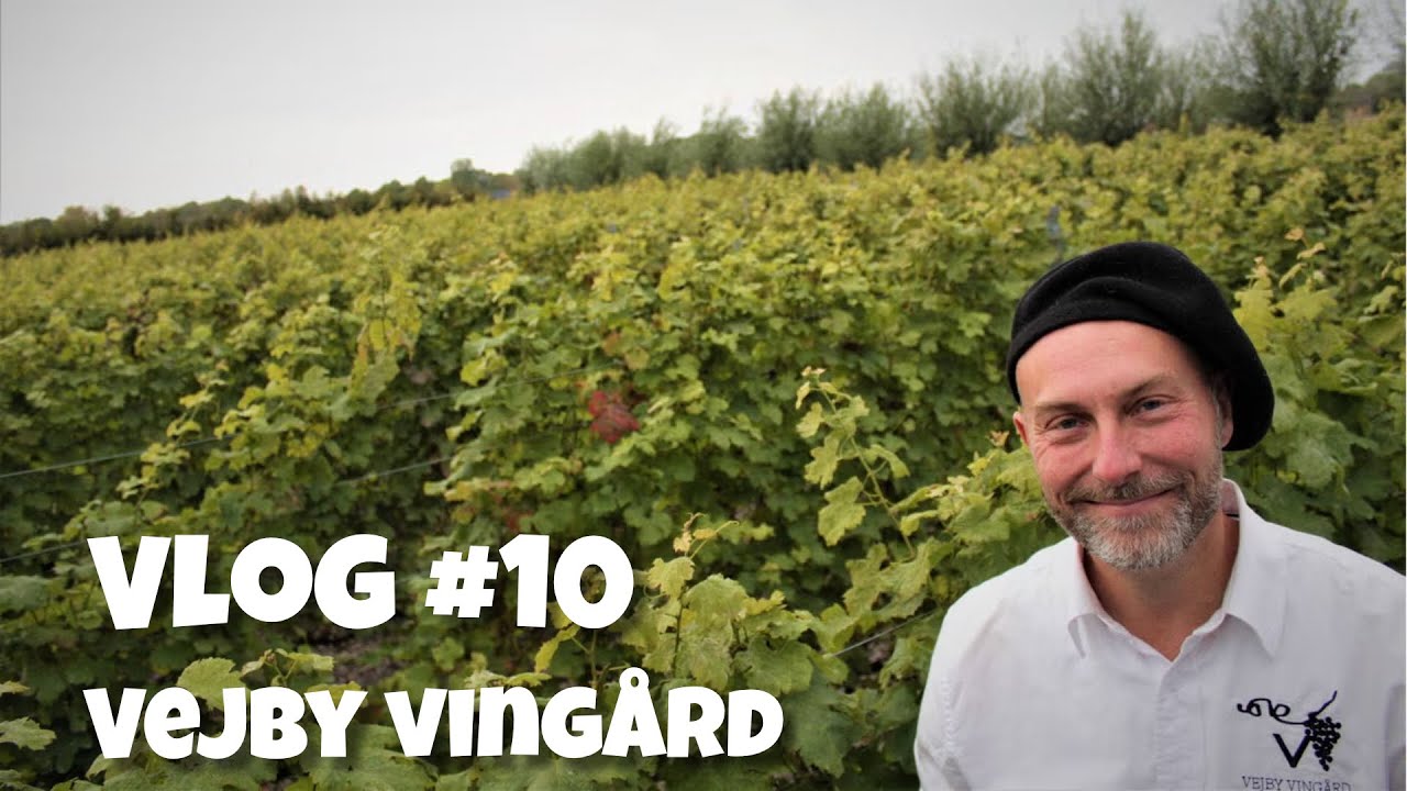 Vejby Vingård – Naturnära vin, hantverk & passion med Jeppe Appelin