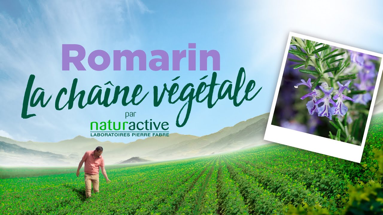 La cha&icirc;ne v&eacute;g&eacute;tale Naturactive : Le Romarin