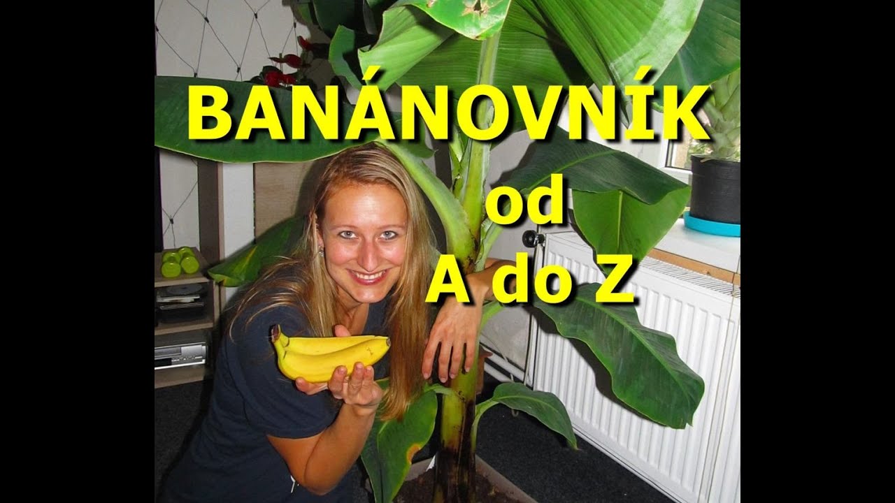 BANÁNOVNÍK: PĚSTOVÁNÍ BANÁNOVNÍKU od A do Z: JAK PĚSTOVAT BANÁNOVNÍK, PÉČE,HNOJENÍ,ZIMOVÁNÍ,MNOŽENÍ