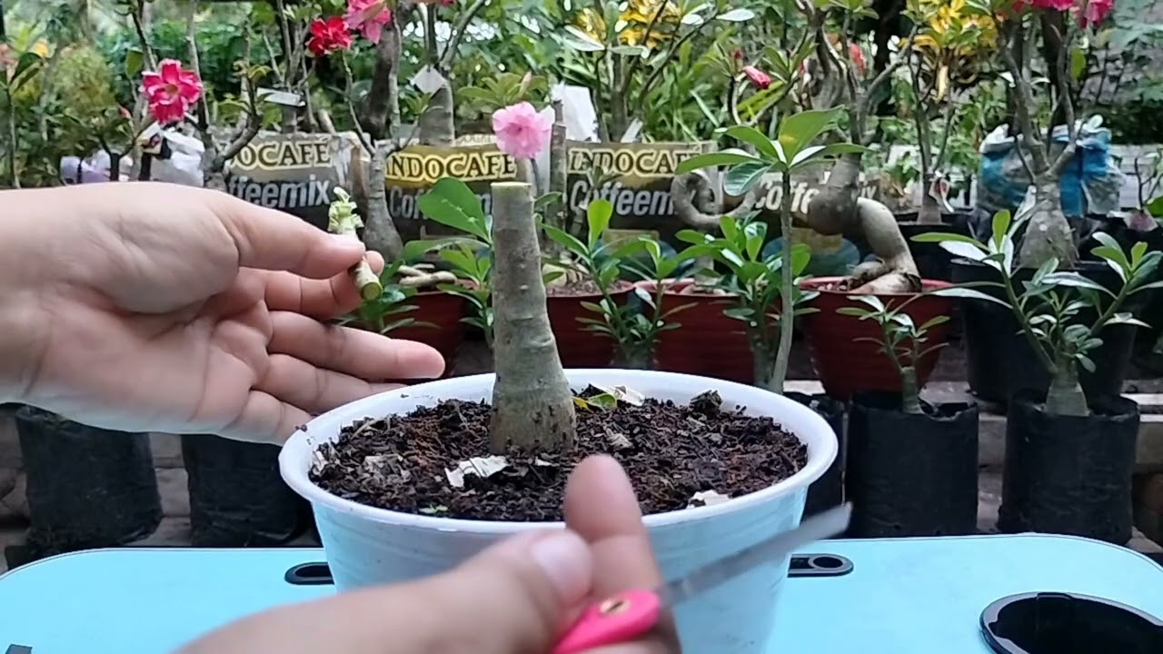 Tutorial Grafting Adenium Untuk Permula, Lengkap, detail dan jelas.