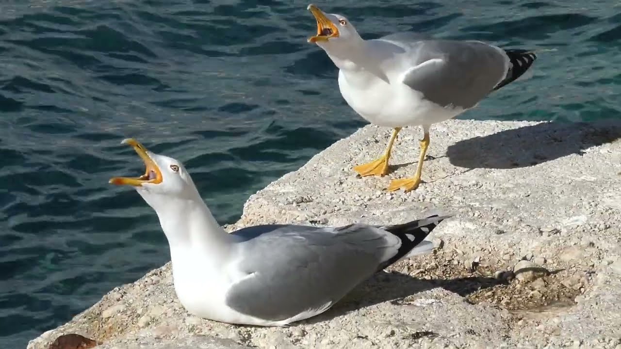 Yellow-legged gulls when they see your food (Calpe, Spain)