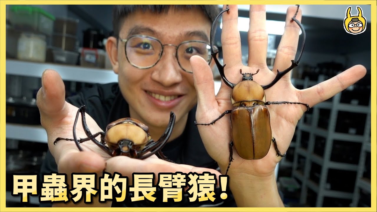 【飼育屋】從土中開挖最長手臂！浮誇長臂走路超霸氣！