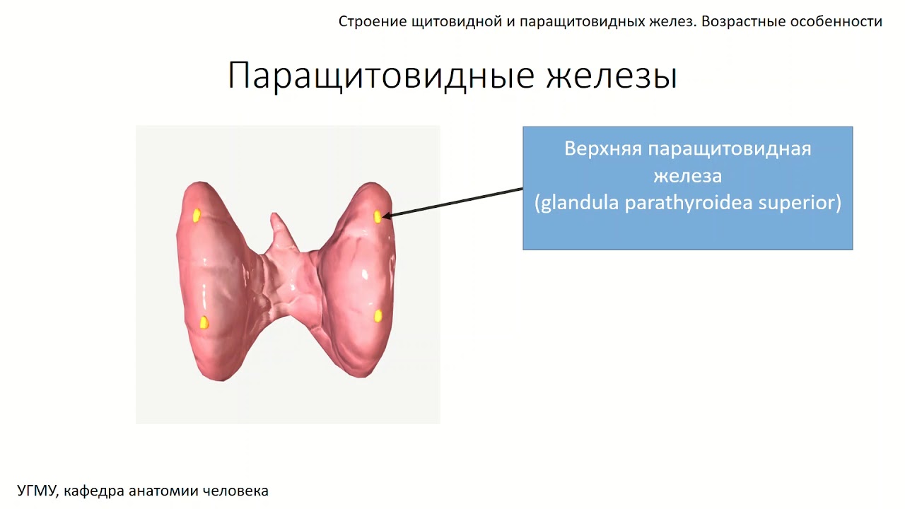 Щитовидная и паращитовидные железы: строение, функции,  возрастные особенности