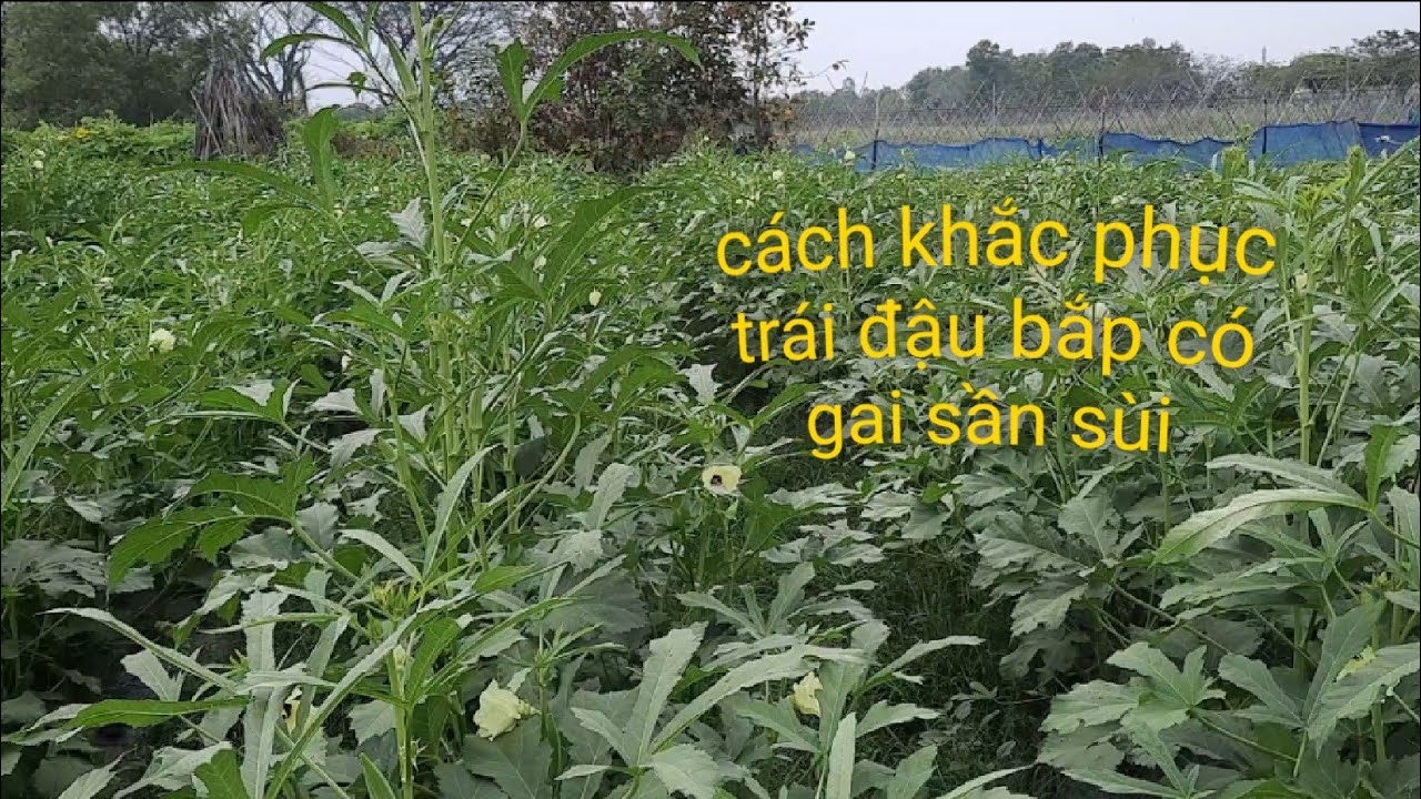Trái đậu bắp có gai sần sùi - nguyên nhân và cách khắc phục