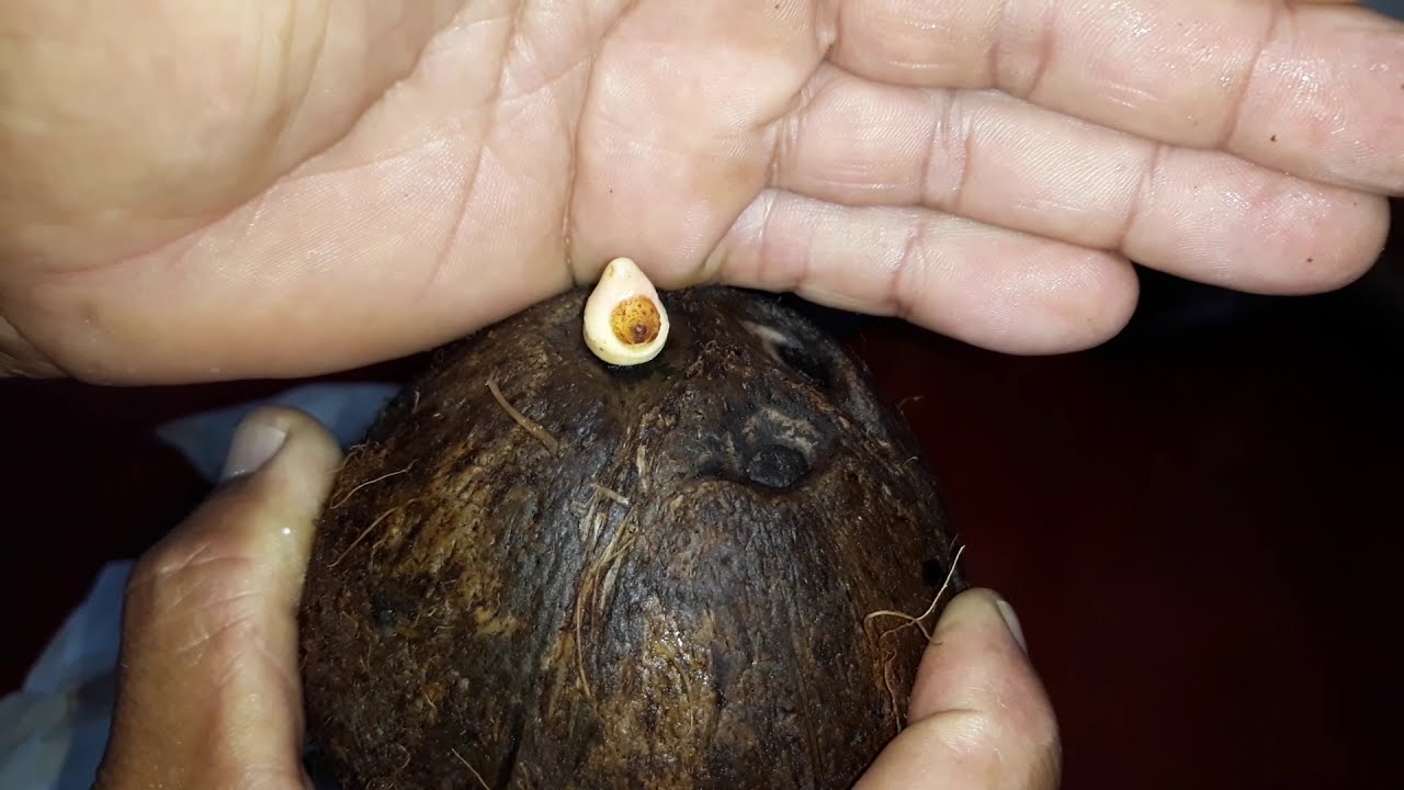 TÉCNICA PARA GERMINAR COCO DESCASCADO!