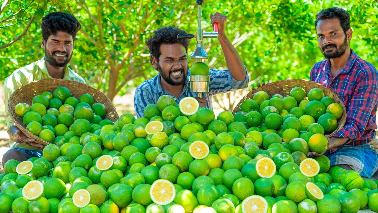 SWEET LIME FRESH JUICE | Sweet Lemon (Mosambi) Harvesting and Juicing | Fresh Farm Experience 🍋