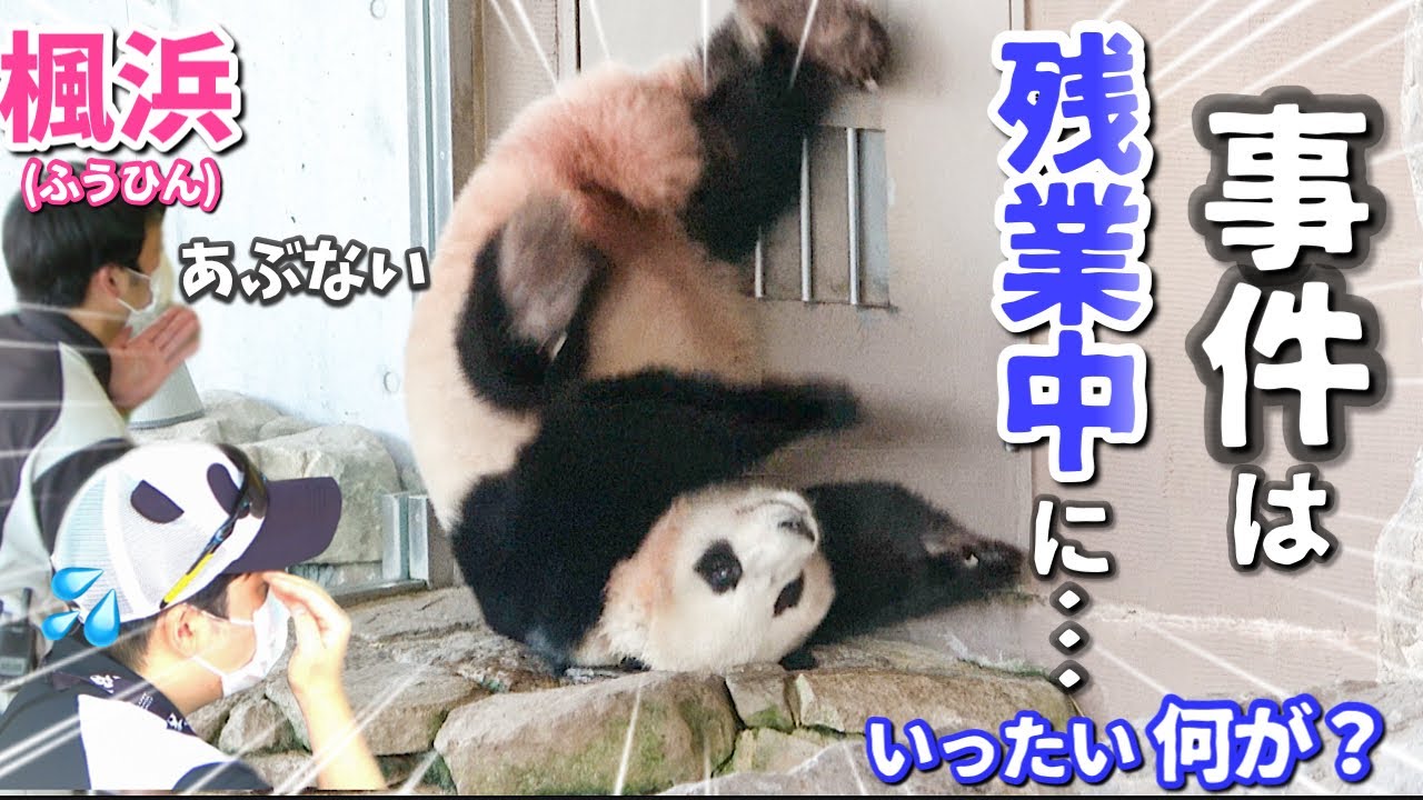 【パンダアイドル楓浜】事件はナイト営業中に起きた‼️ふうひんの怒りが止まらない💢どうした💦