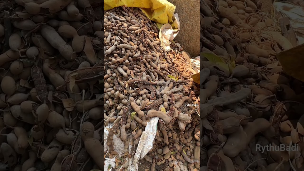 Tamarind Processing | Tamarind Processing #shorts