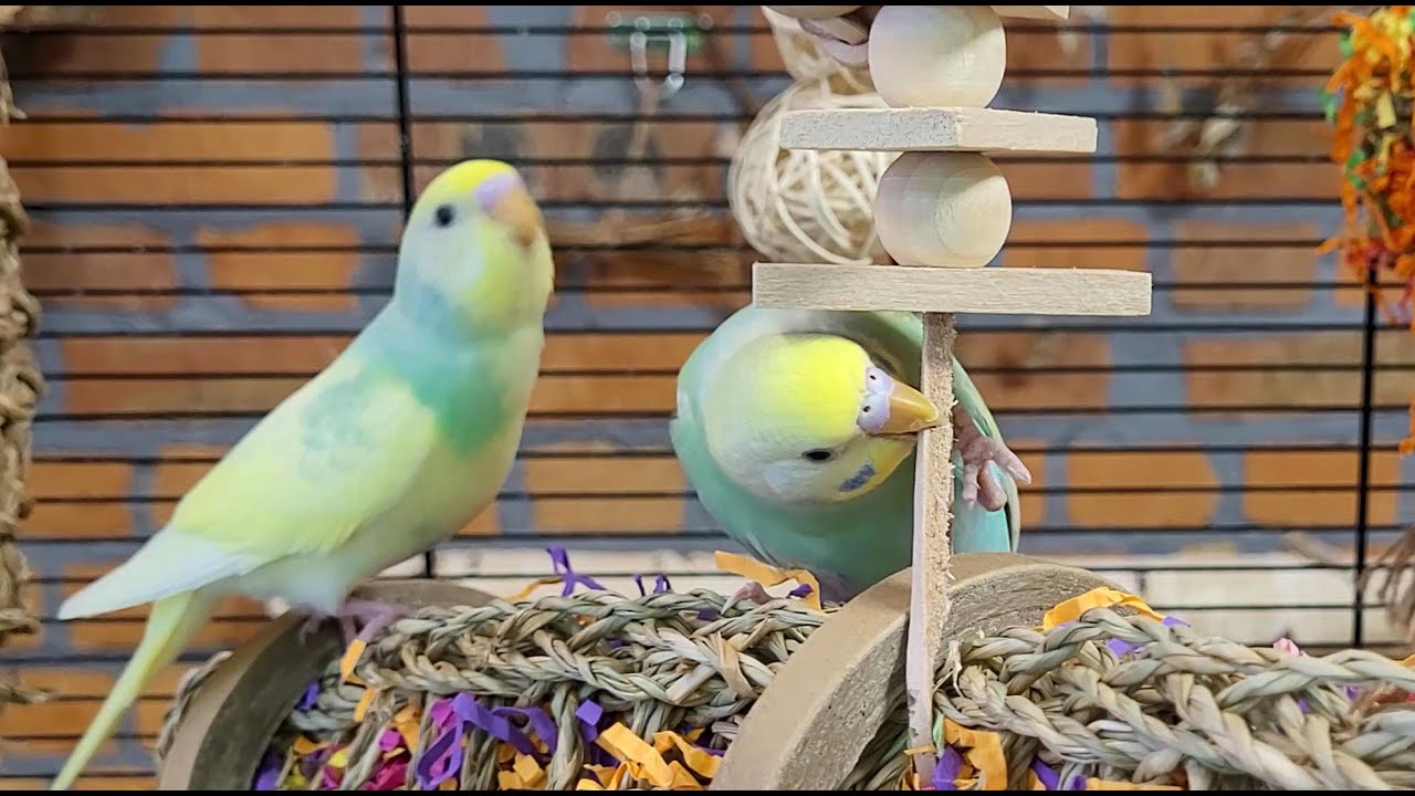 budgie sounds