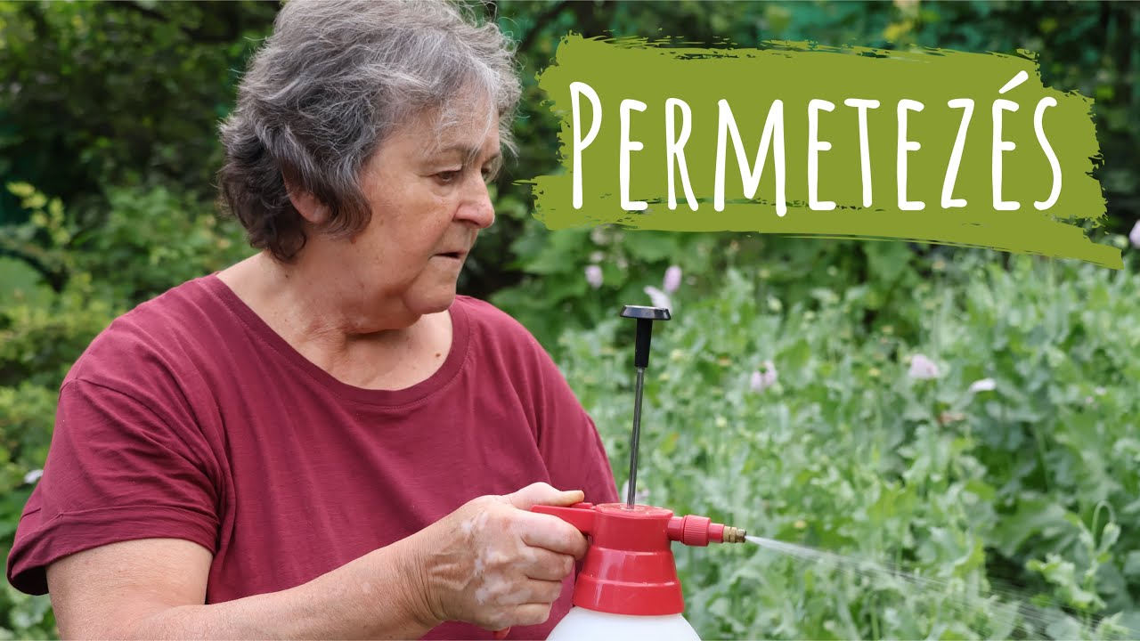 HOGYAN gondoskodjunk a PARADICSOMRÓL nyáron