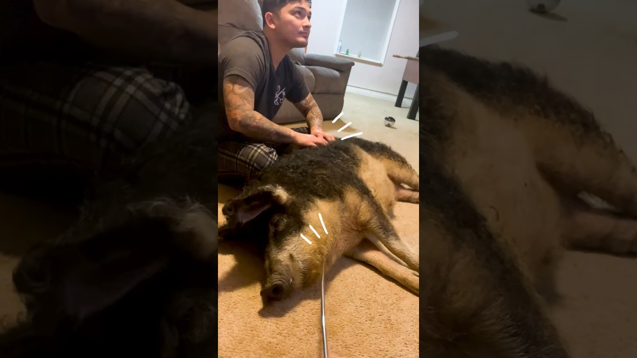 HUGE Pig Keeps Squishing His Mom & Dad! Ahh!! | Dodo Kids