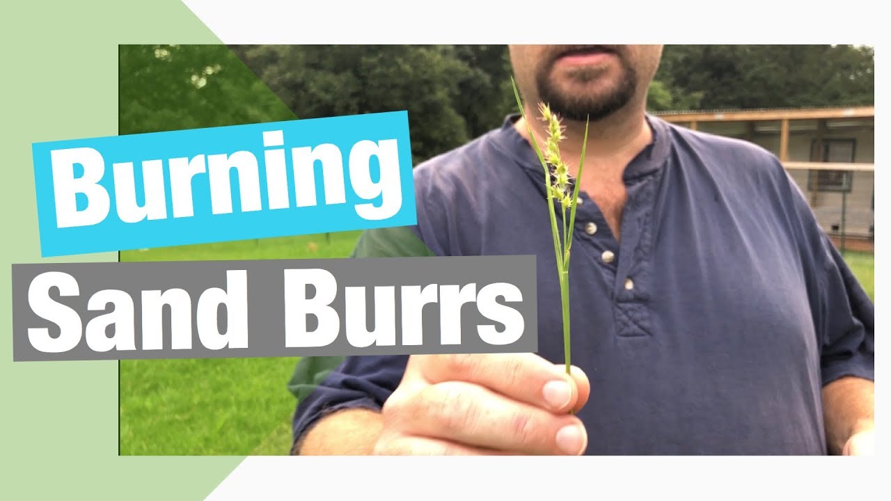 Burning Sand Burrs aka (Devil Weed)!