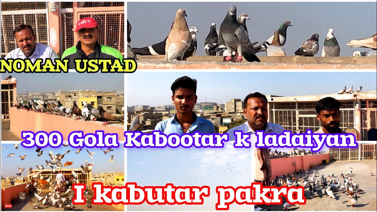 1 kabuter pakra | Noman ustad V/S ?? | 300 Gola Kabutar k ladaiyan | 🇵🇰 Most Expensive  Gola kabutar