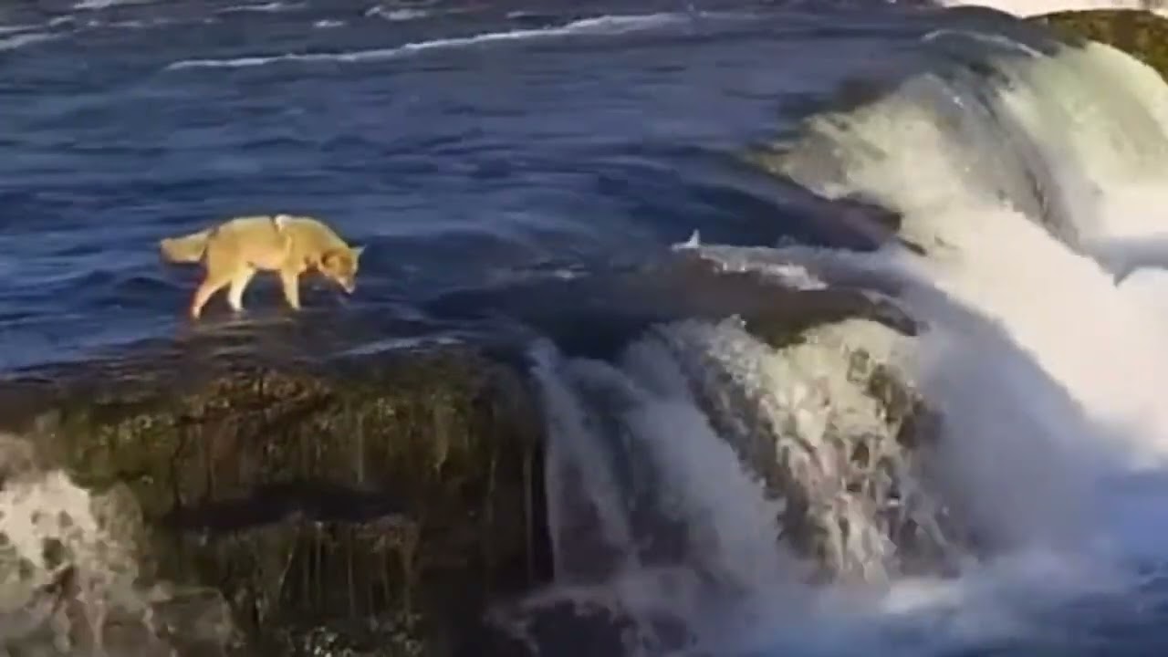 Wolf slips off Brooks Falls! (+ zoom slo-mo replays, & fish!) 2023-11-16 c. 1:53pm BF explore.org