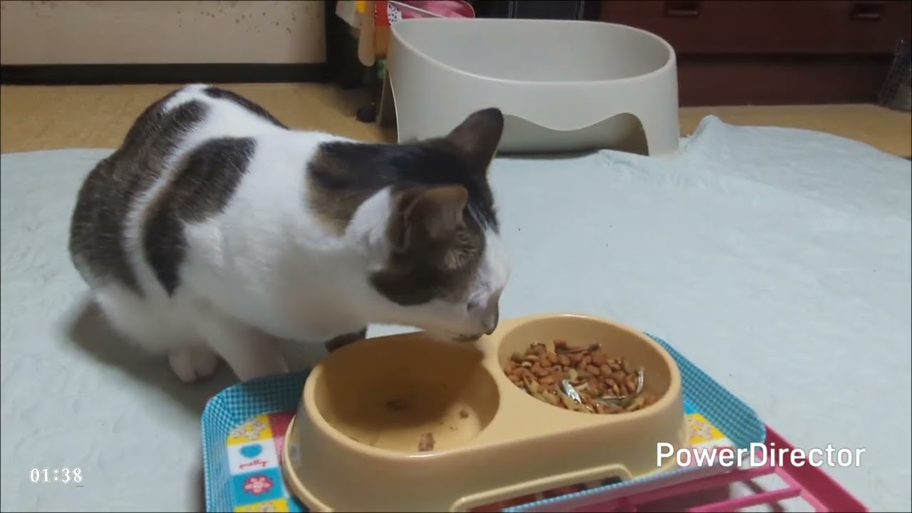 ニャアの夕食タイムトライアル(20260219)
