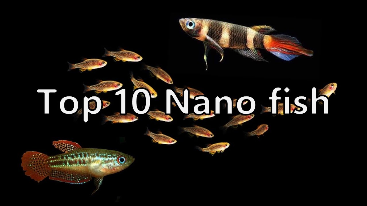 Top Ten SMALLEST Nano Fish