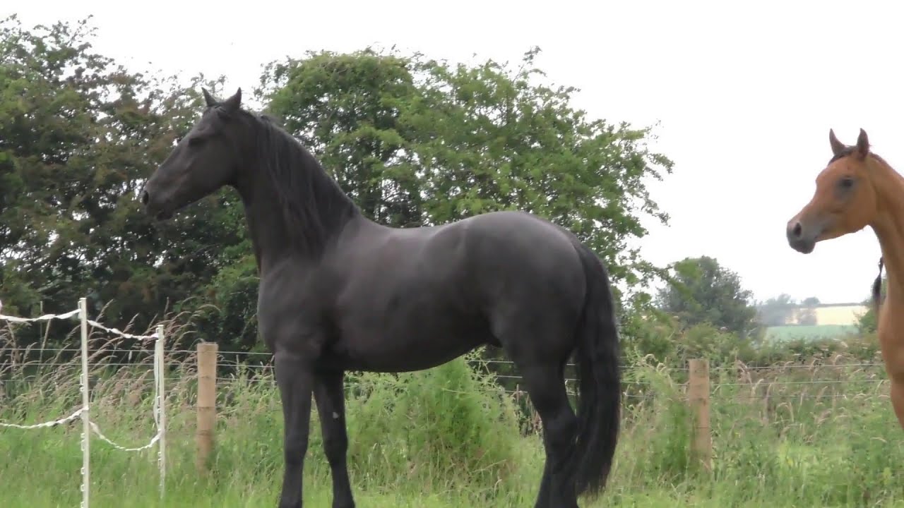 Friesian horse Apollo bucking and farting 😂