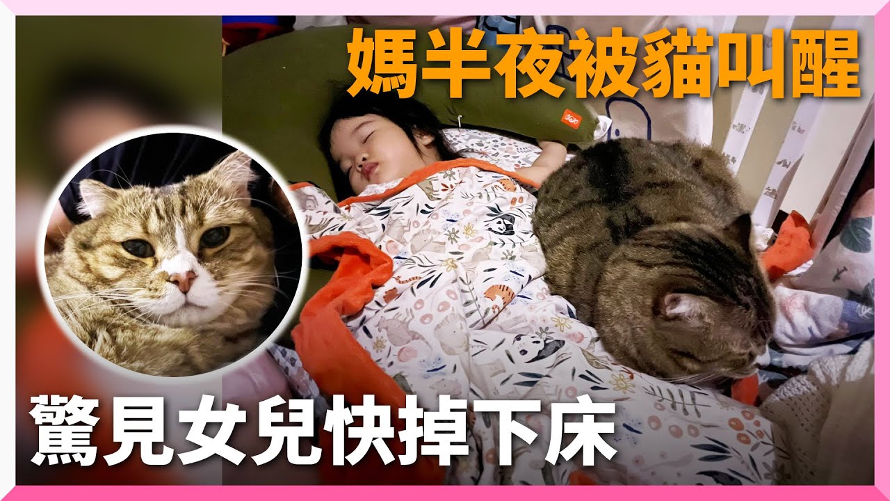 救命貓貓半夜反常抓手叫醒媽　下秒飼主驚見女兒快掉下｜寵物動物｜貓咪