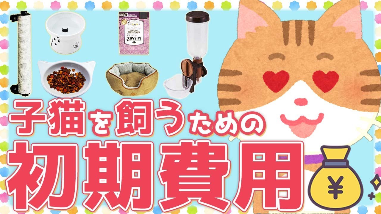 猫を飼う時に掛かる初期費用やおススメグッズを現役猫ブリーダーがご紹介！サークルの選び方も解説します！