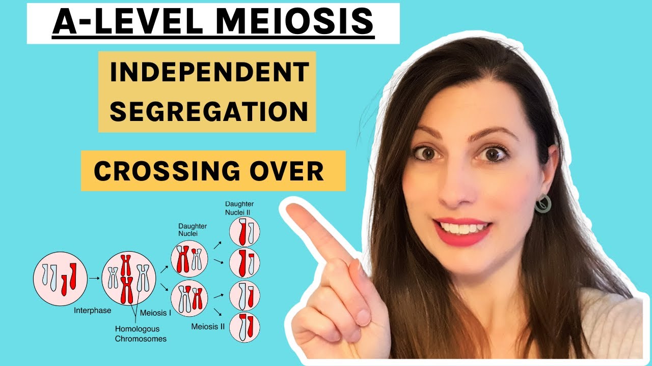 MEIOSIS A-Level Biology - How CROSSING OVER and INDEPENDENT SEGREGATION introduce genetic variation