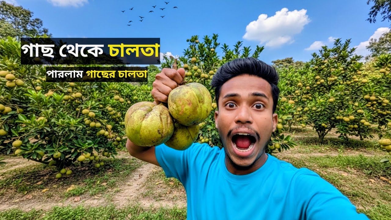 গাছ থেকে তাজা চালতা পাড়লাম! 🌳🍈 Chalta Harvesting | Village Life | Rakib Vai Vlog