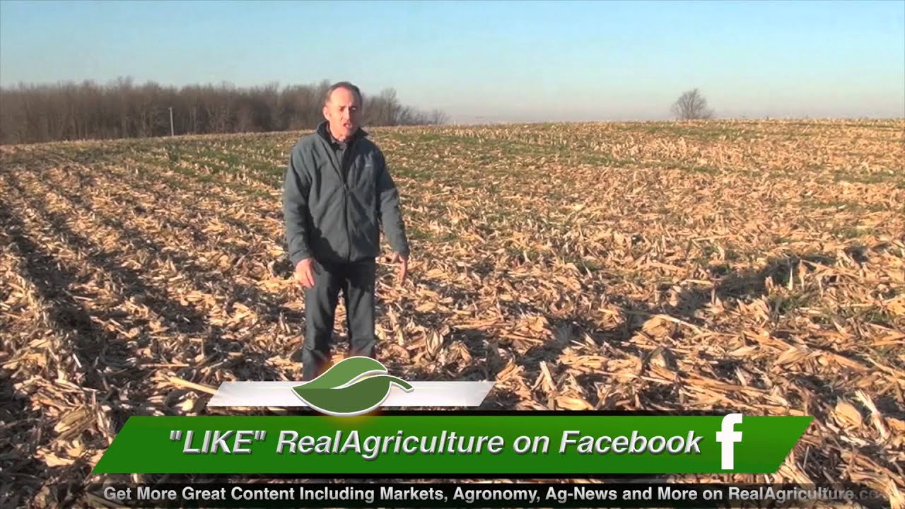 Corn School: Goin’ Crazy For Cover Crops