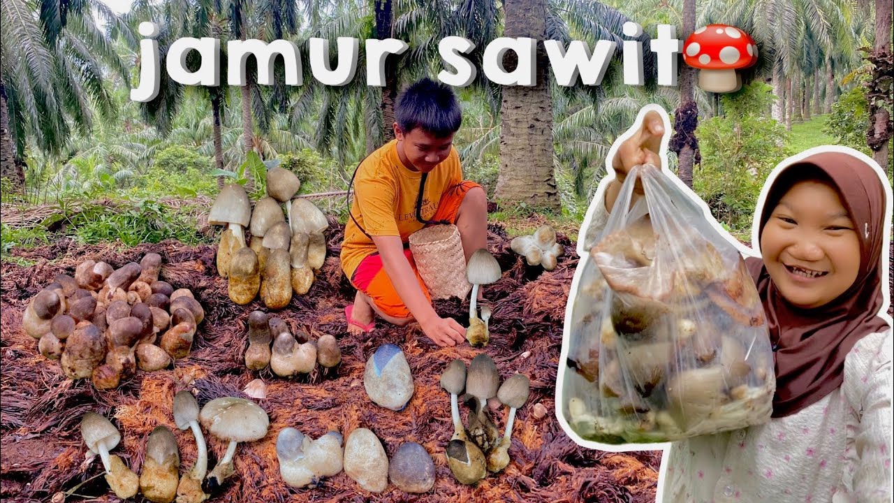 mencari jamur sawit #bobivlog #jamursawit 