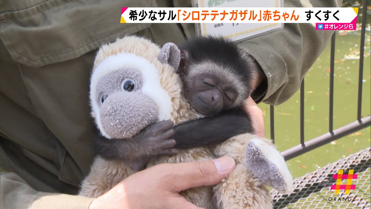 希少なサル「シロテテナガザル」赤ちゃん　すくすく（静岡県）
