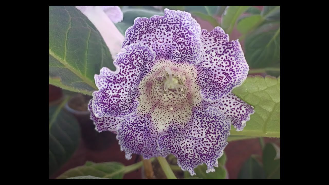 Gloxinia. 16 January 2026