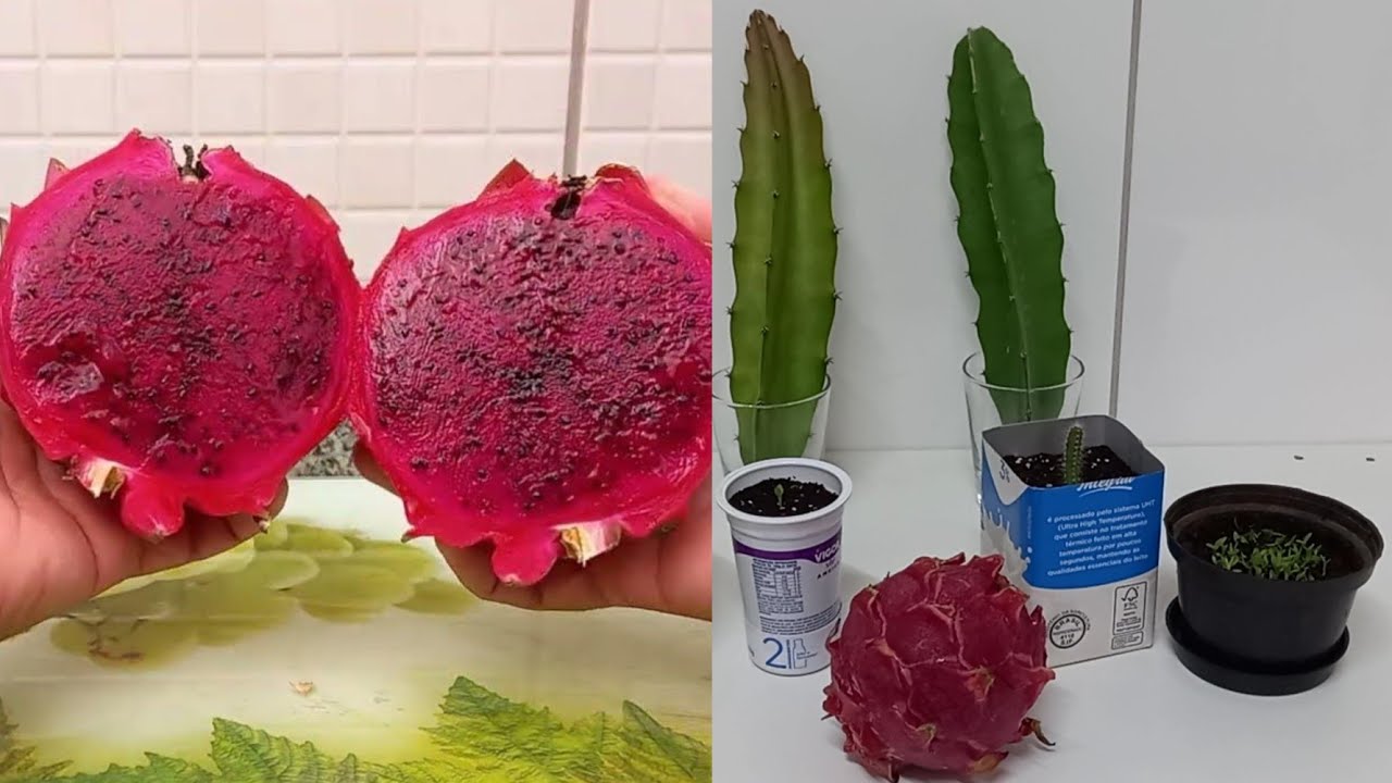 COMO GERMINAR AS SEMENTES DA PITAYA passo a passo