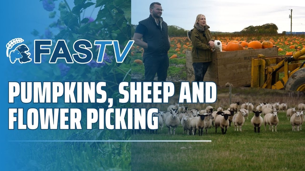 FAS TV Series 5 Ep 16 - Pumpkins, Sheep & Flower Picking